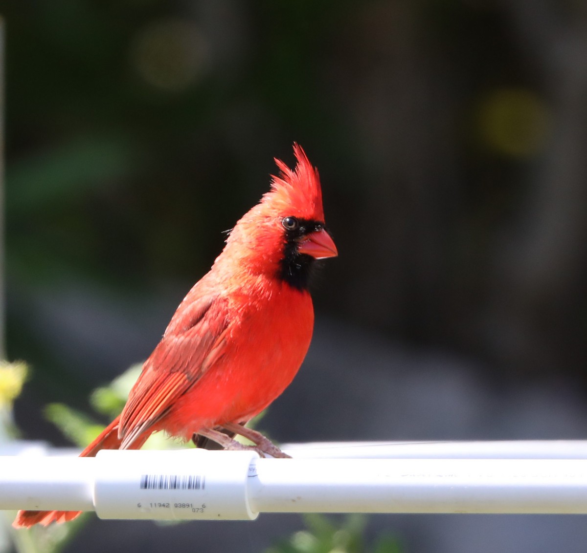 Northern Cardinal - ML157606151