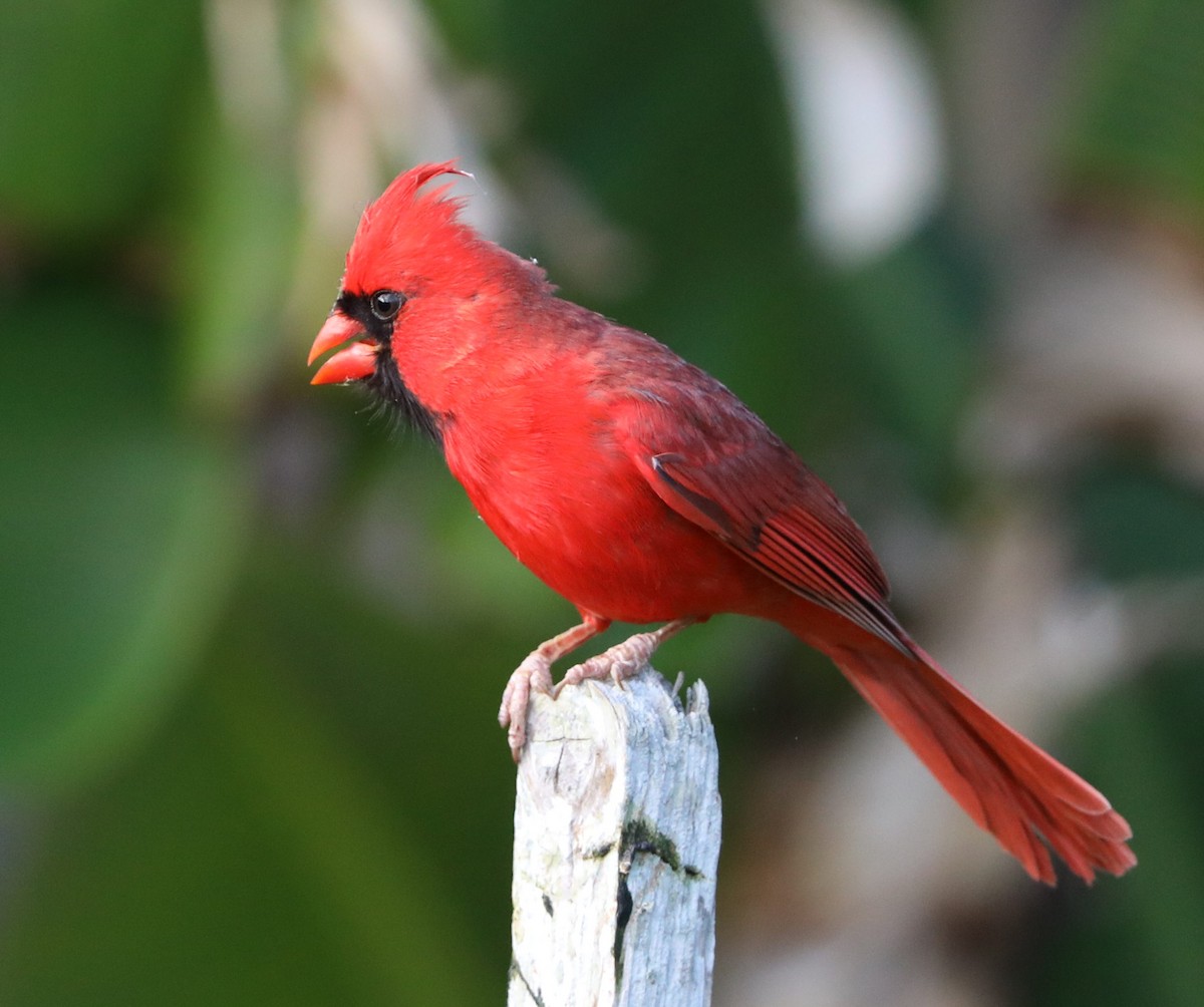 Northern Cardinal - ML157606161