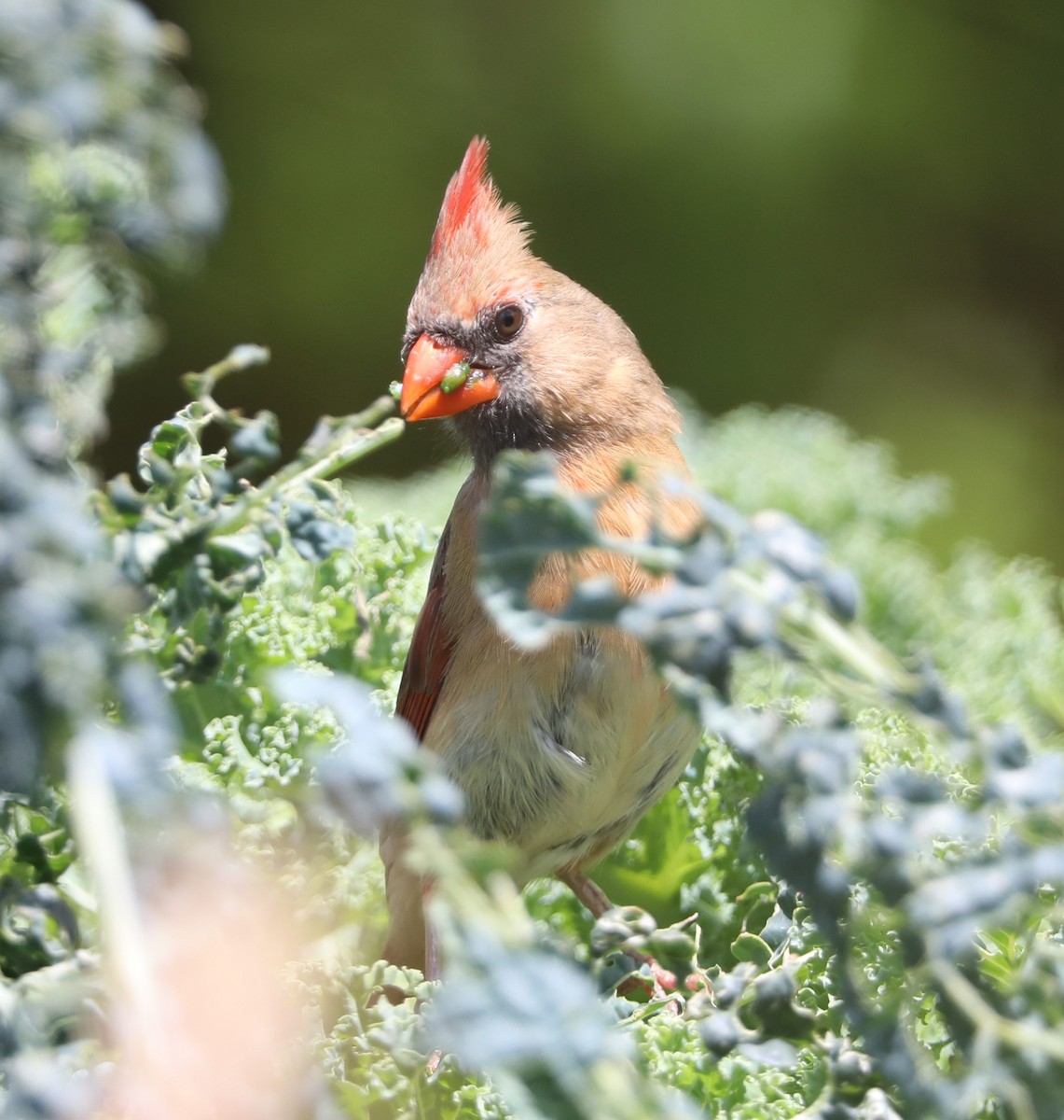 Northern Cardinal - ML157606171