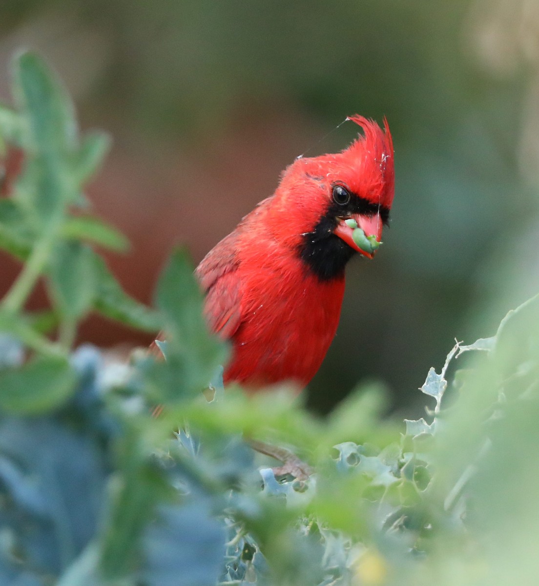 Northern Cardinal - ML157606181