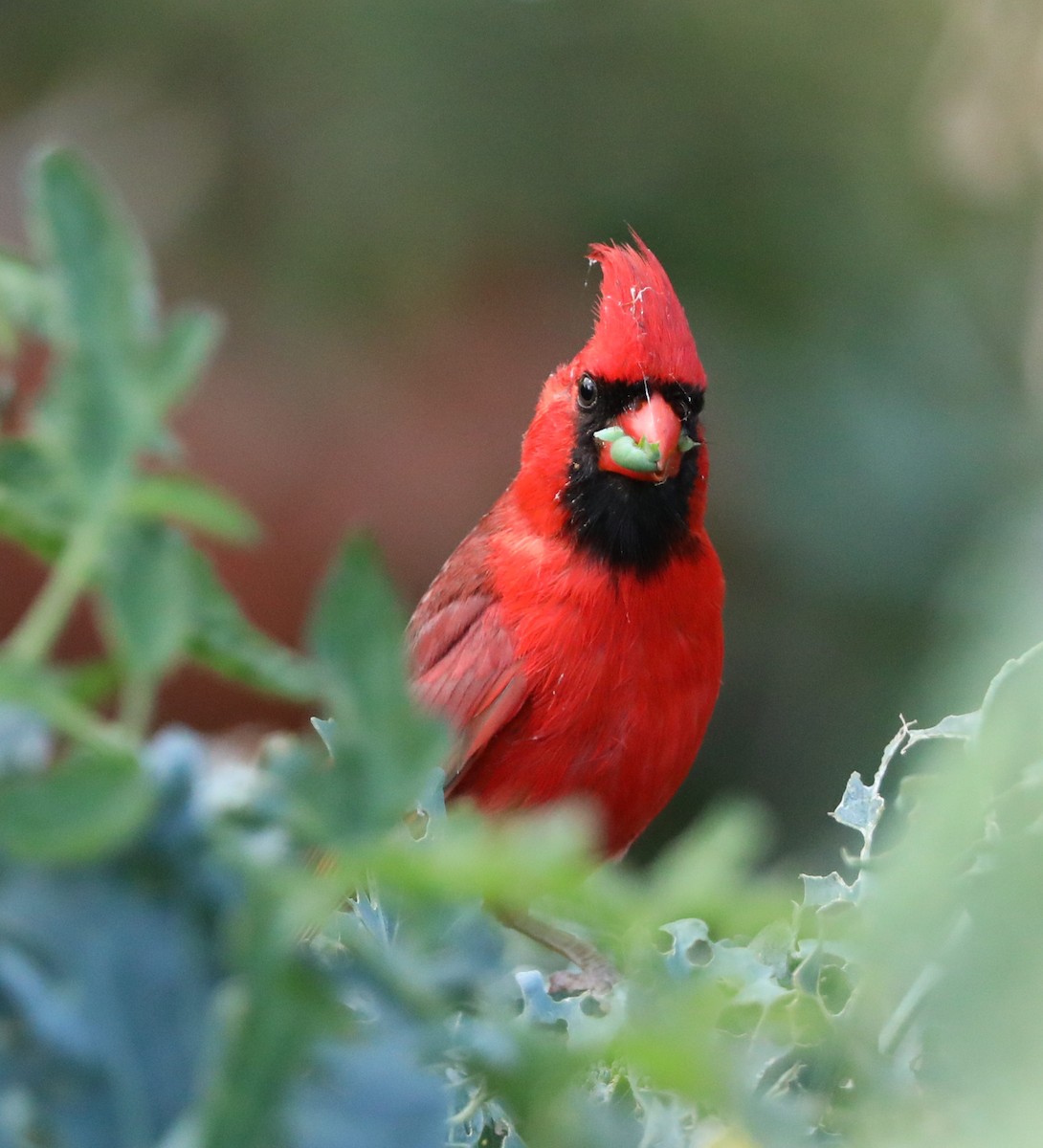 Northern Cardinal - ML157606201