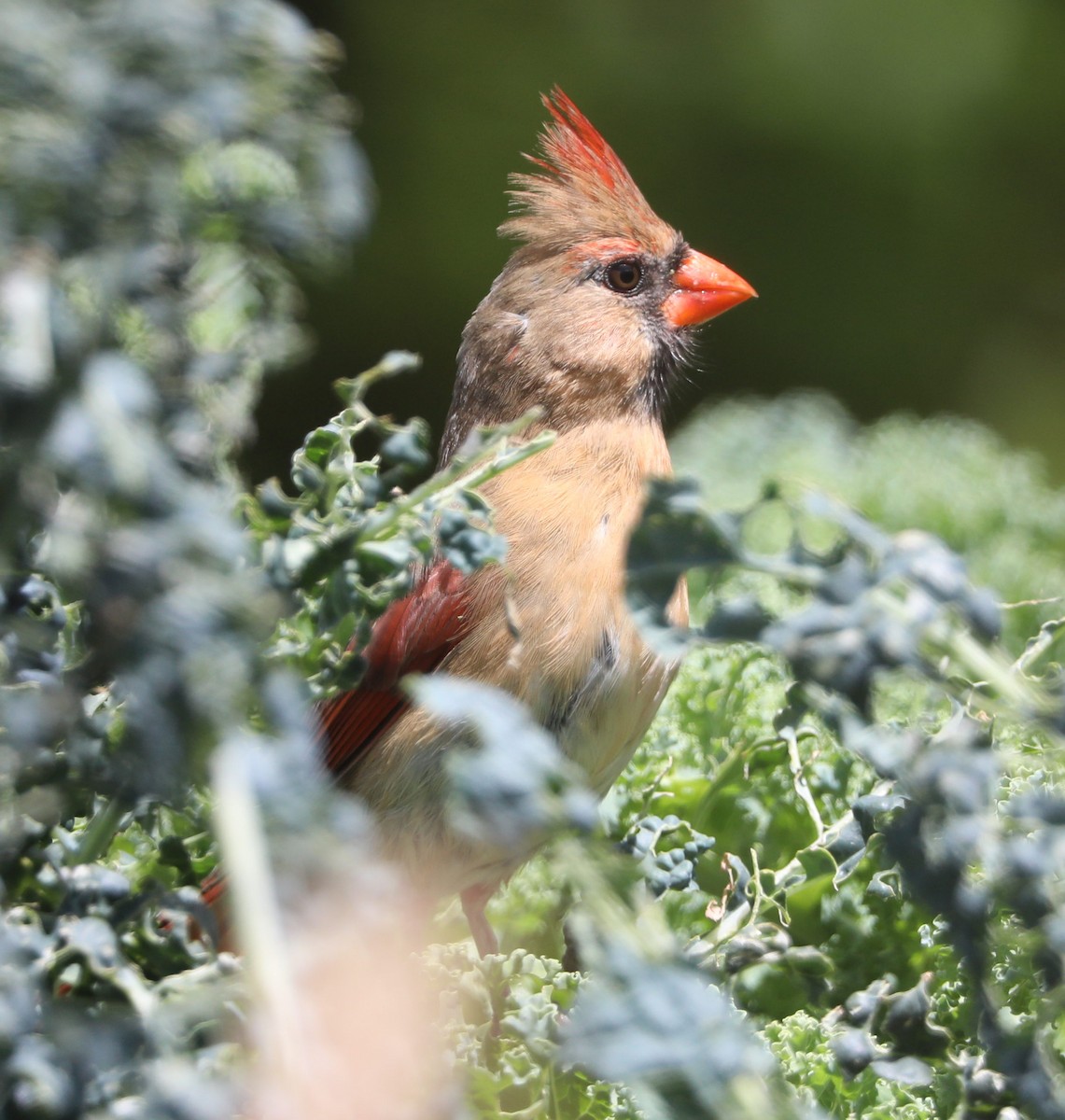 Northern Cardinal - ML157606211