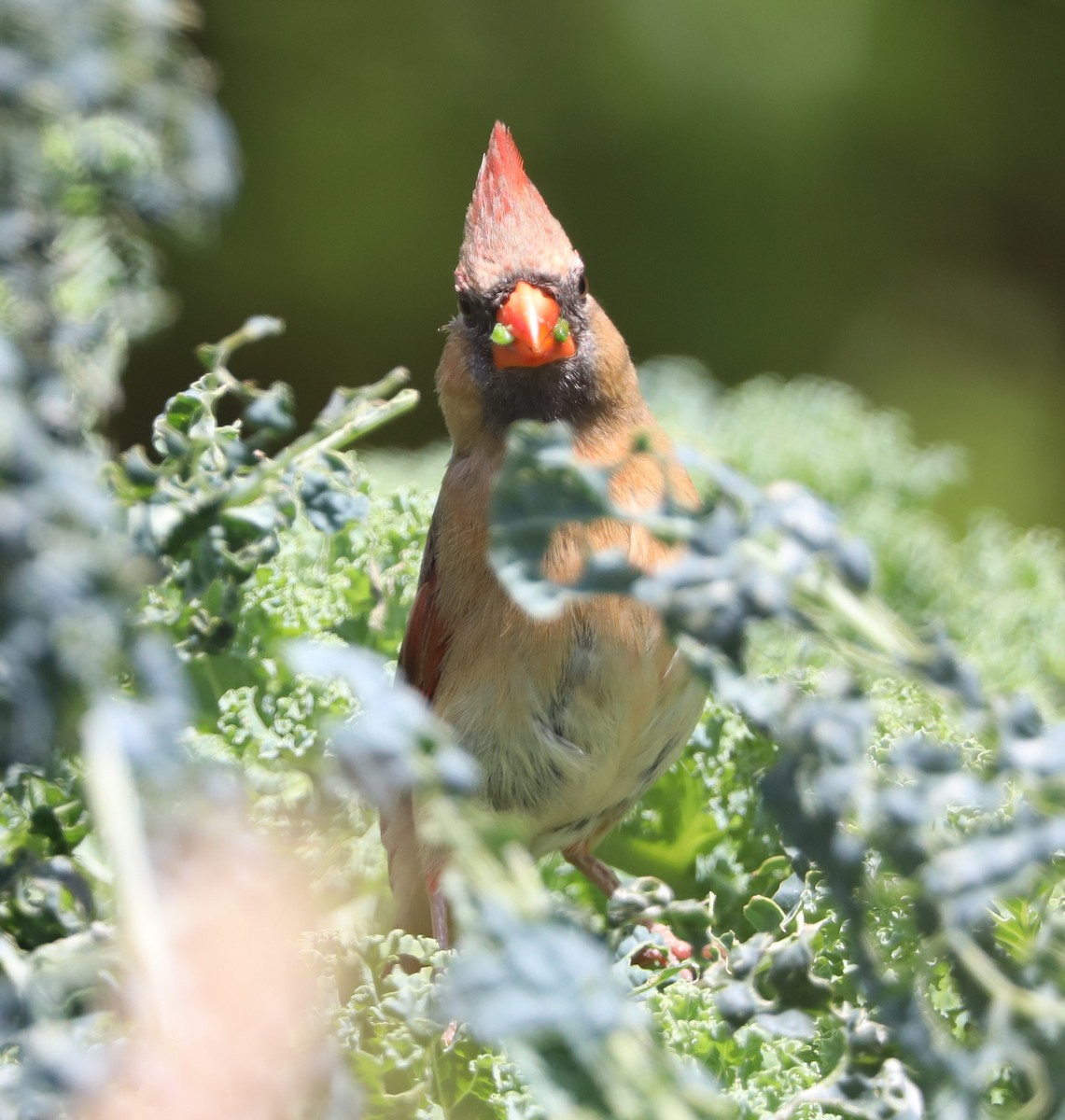 Northern Cardinal - ML157606221