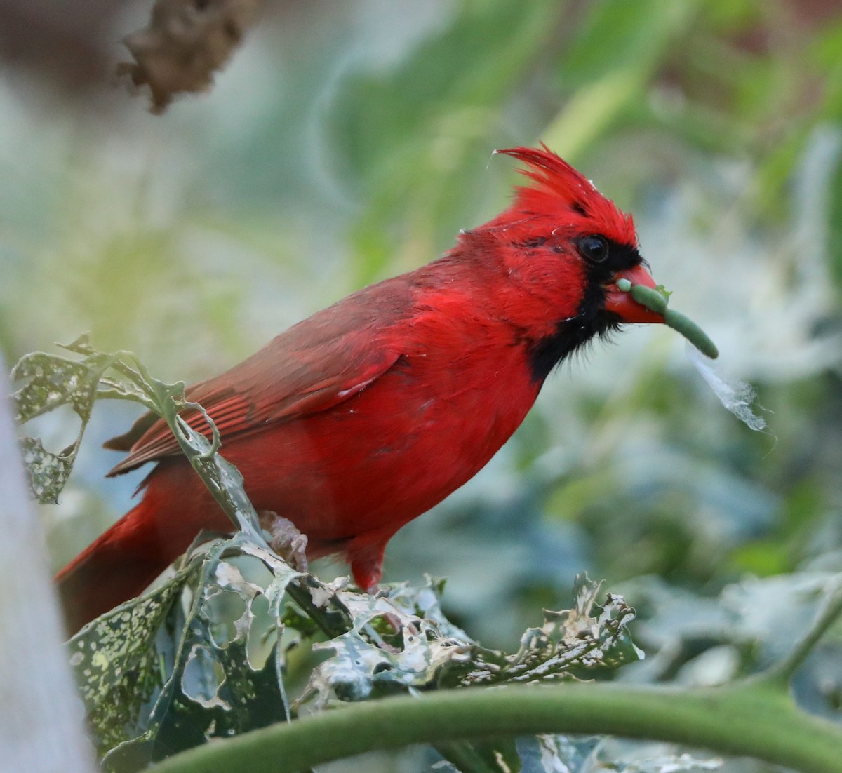 Northern Cardinal - Richard Brewer