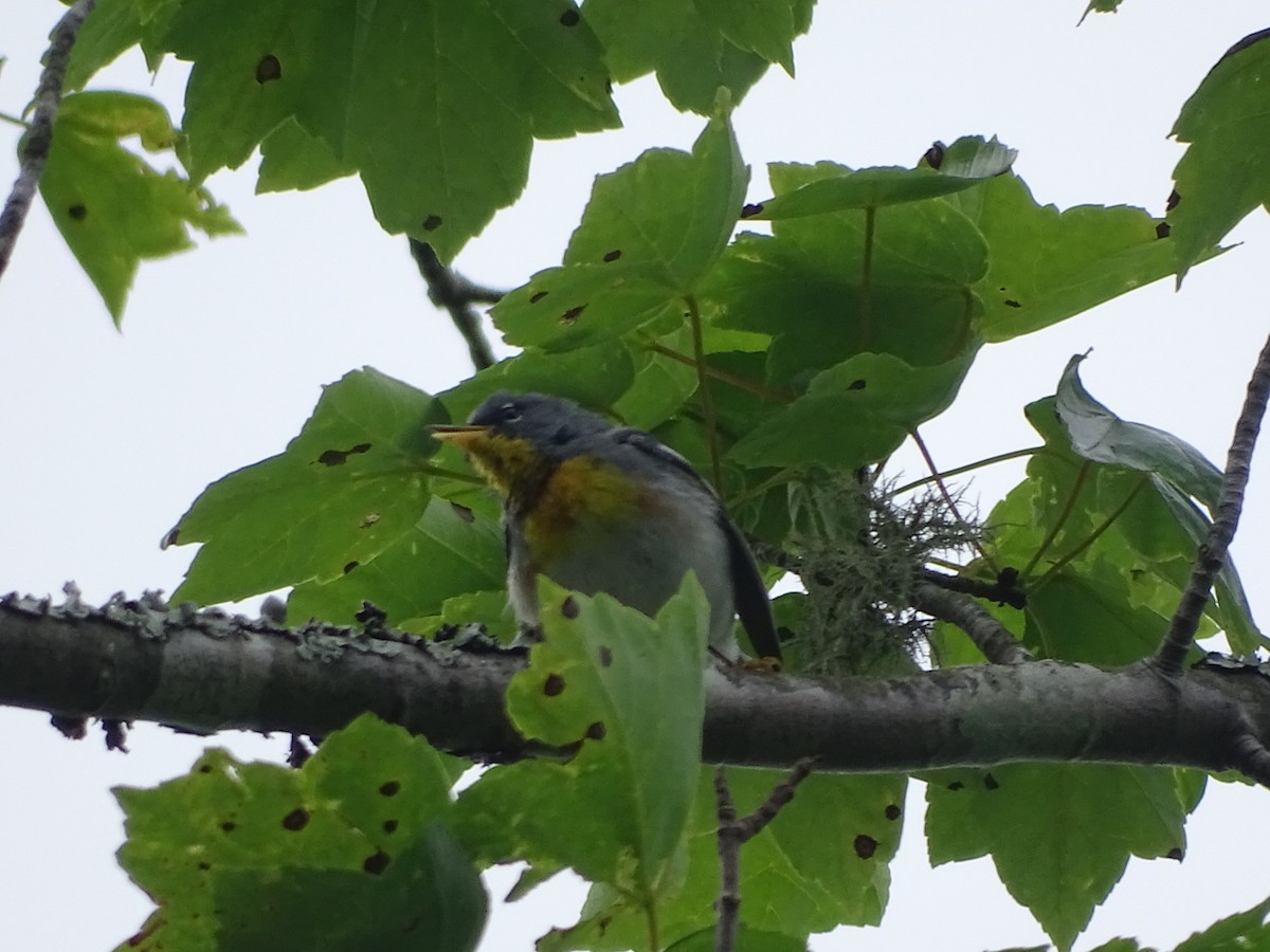 Northern Parula - ML157606551