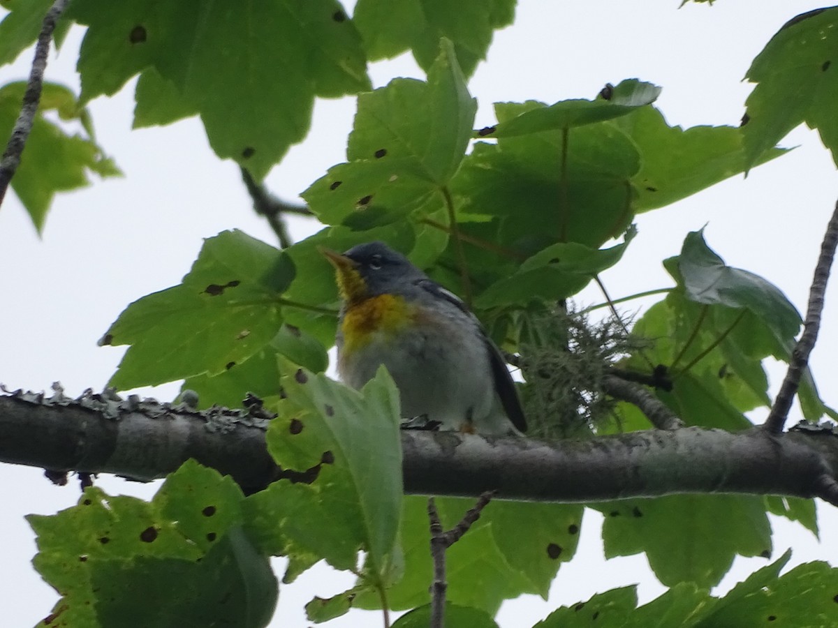 Northern Parula - ML157606561