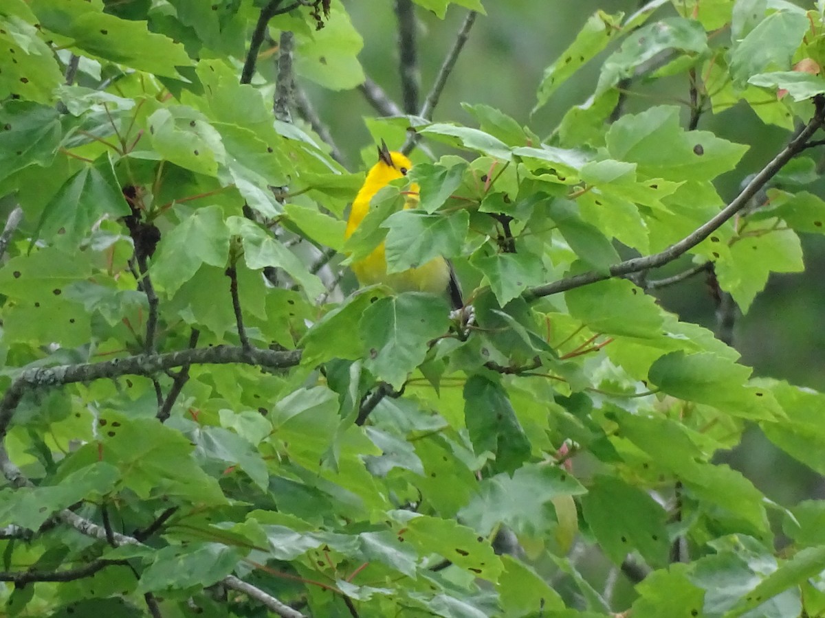 Prothonotary Warbler - ML157606621