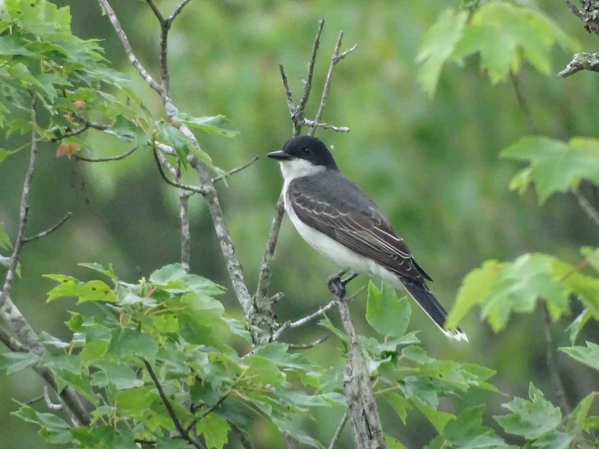 Eastern Kingbird - ML157606721