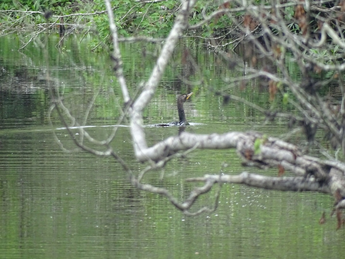 Double-crested Cormorant - ML157606801