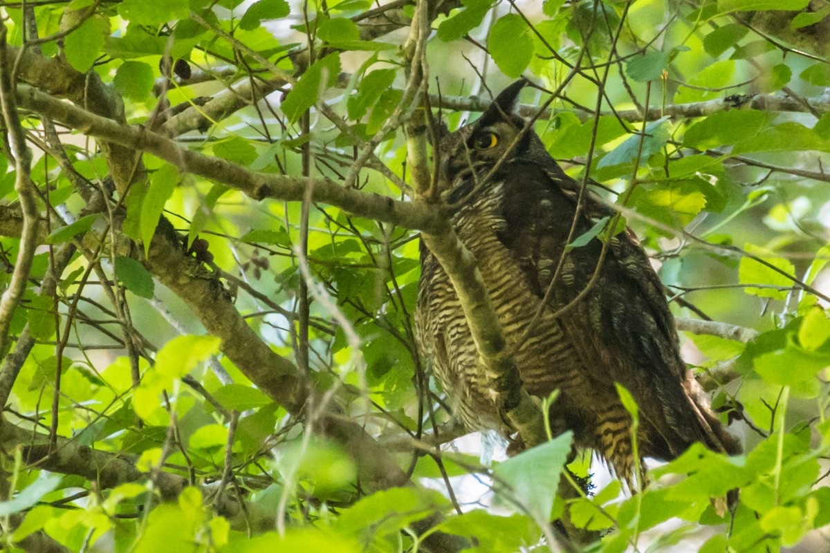 Great Horned Owl - ML157607321