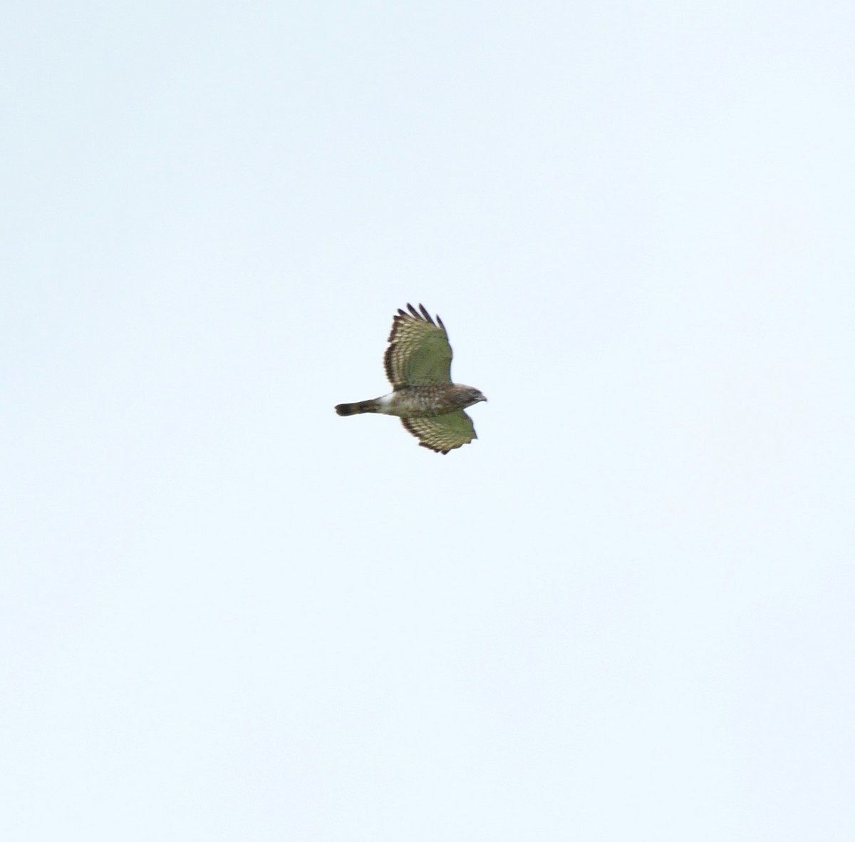 Broad-winged Hawk - Joe Girgente