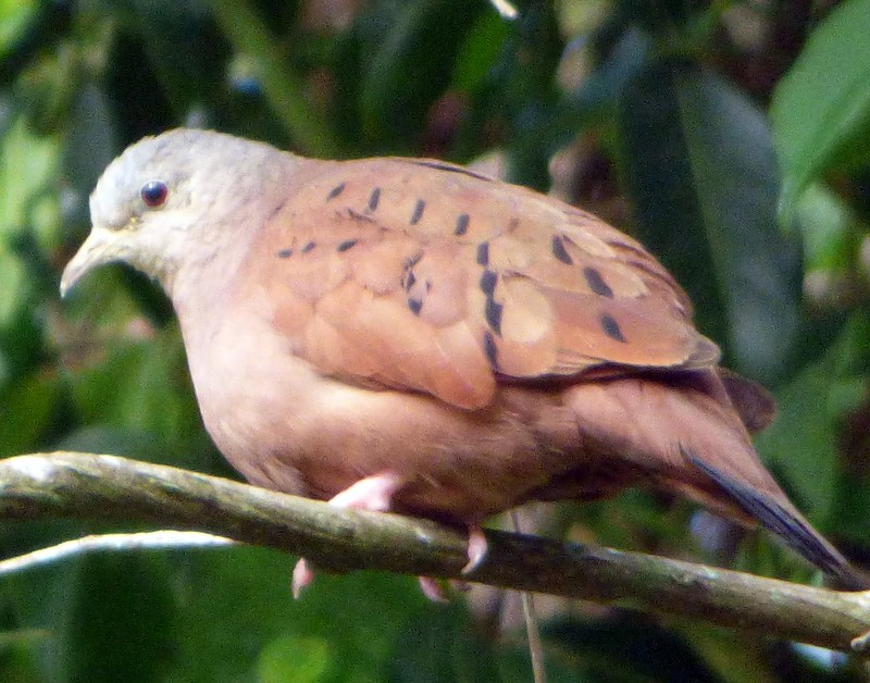Ruddy Ground Dove - ML157610351