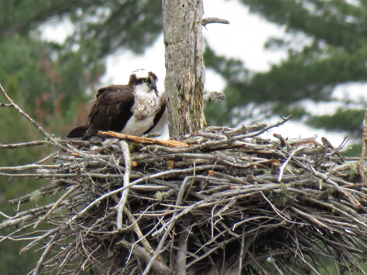 Osprey - David and Regan Goodyear