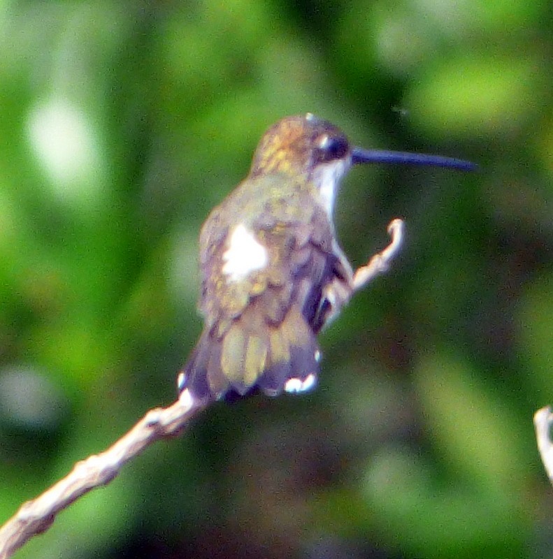 Scaly-breasted Hummingbird - ML157611081