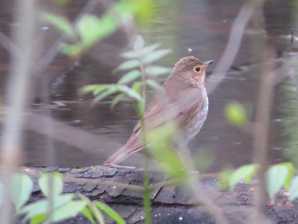 Swainson's Thrush - Ethan Maynard