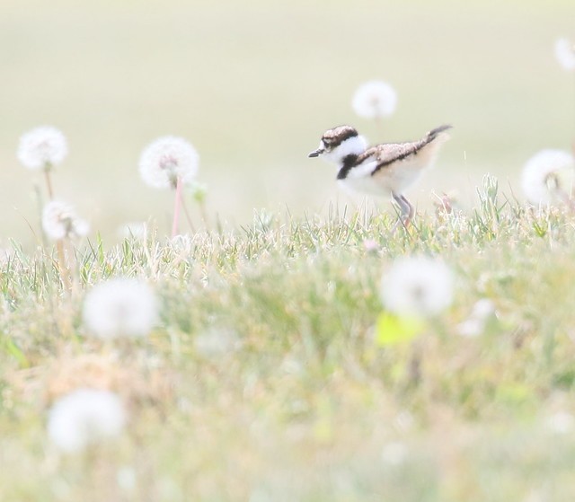 Killdeer - ML157612181