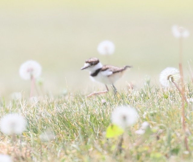 Killdeer - ML157612241