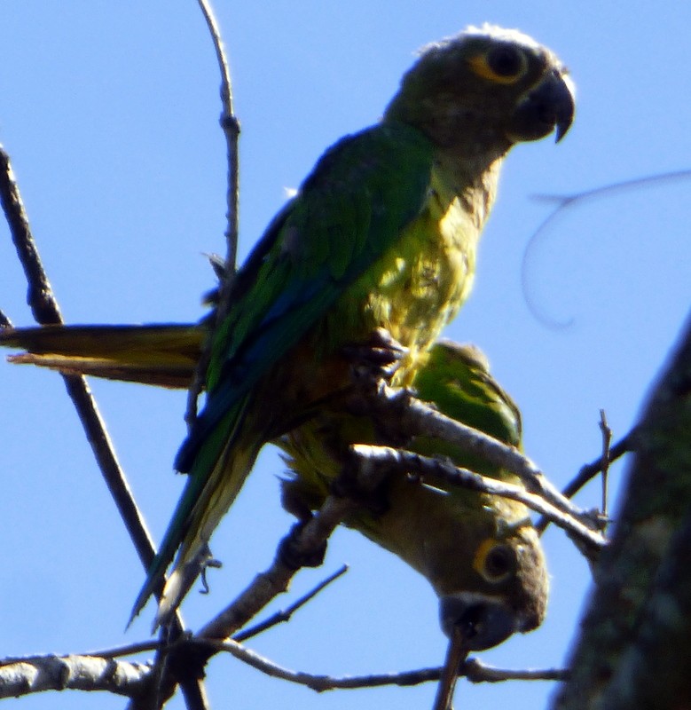 Brown-throated Parakeet - ML157612251
