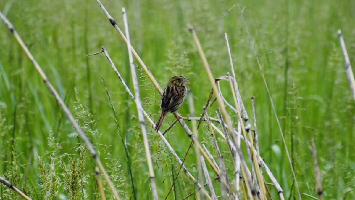 Henslow's Sparrow - ML157612291