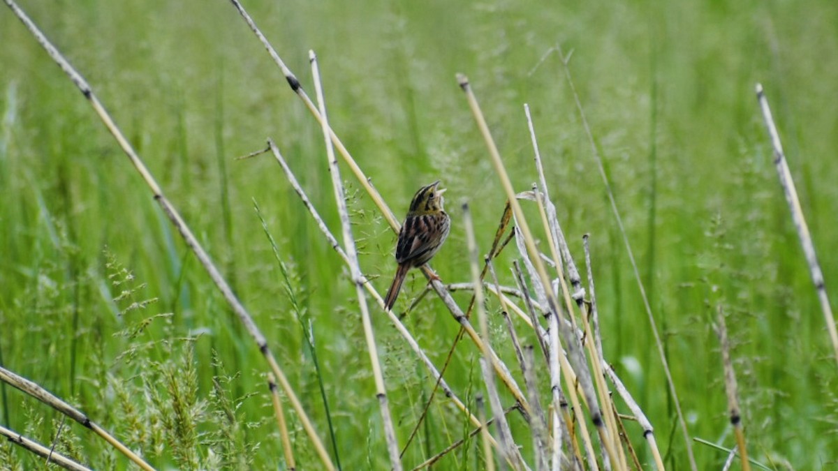 Henslow's Sparrow - ML157612461