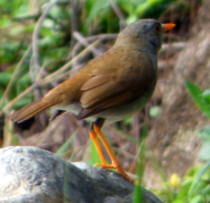 Orange-billed Nightingale-Thrush - ML157612931