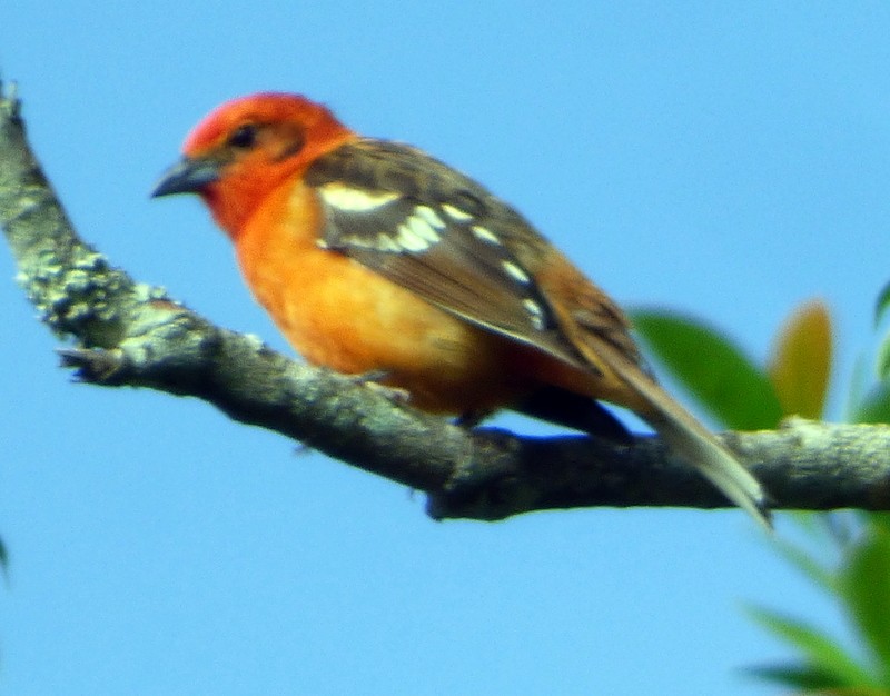 Flame-colored Tanager - ML157614261