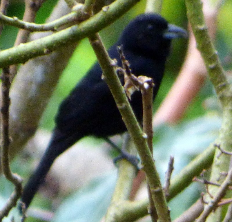 White-lined Tanager - ML157614521
