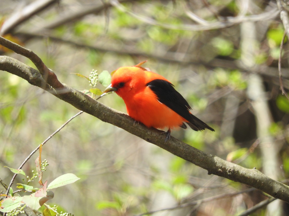 Scarlet Tanager - Jill Henemyer