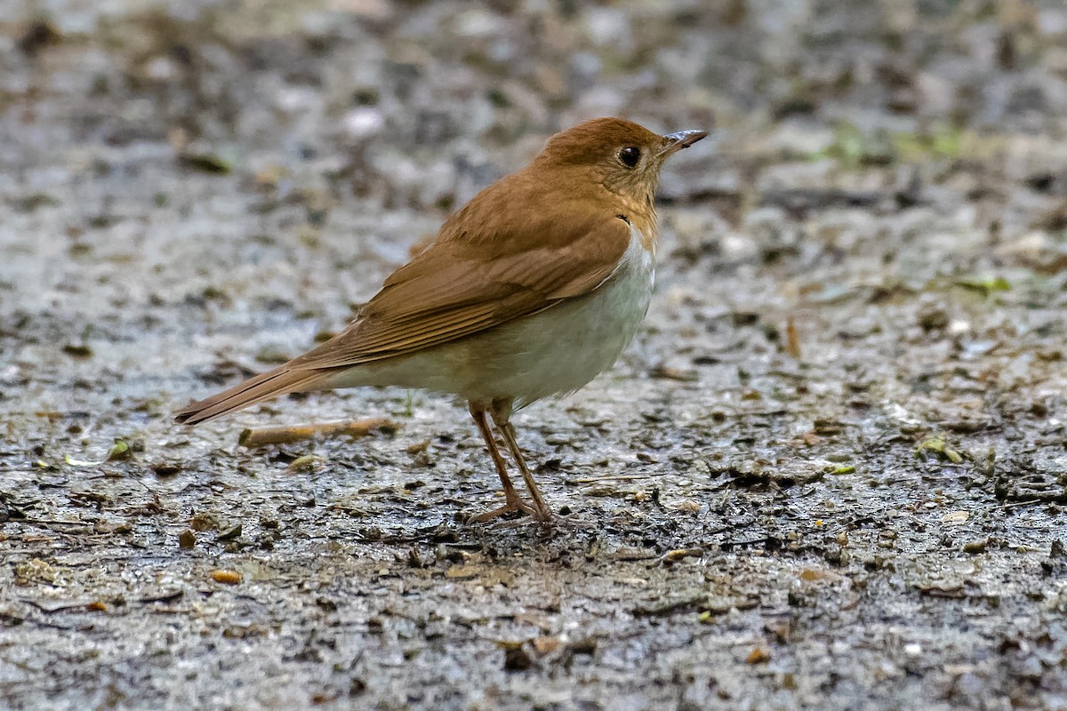 Veery - ML157615521