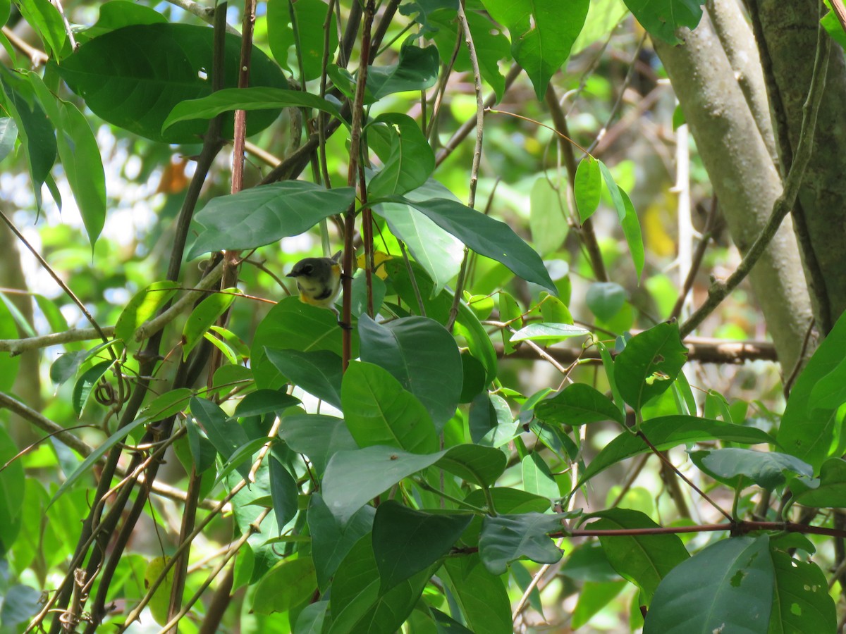 American Redstart - ML157615981