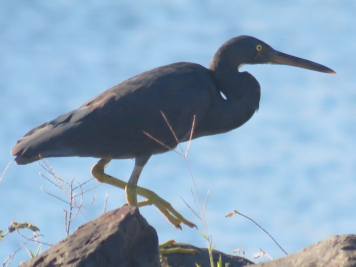 Pacific Reef-Heron - ML157617041