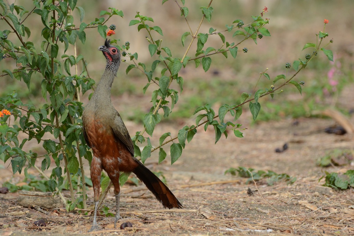 Rufous-bellied Chachalaca - ML157617271