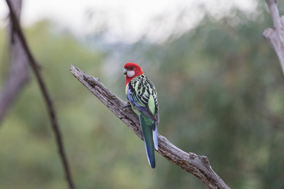 Eastern Rosella - ML157617801
