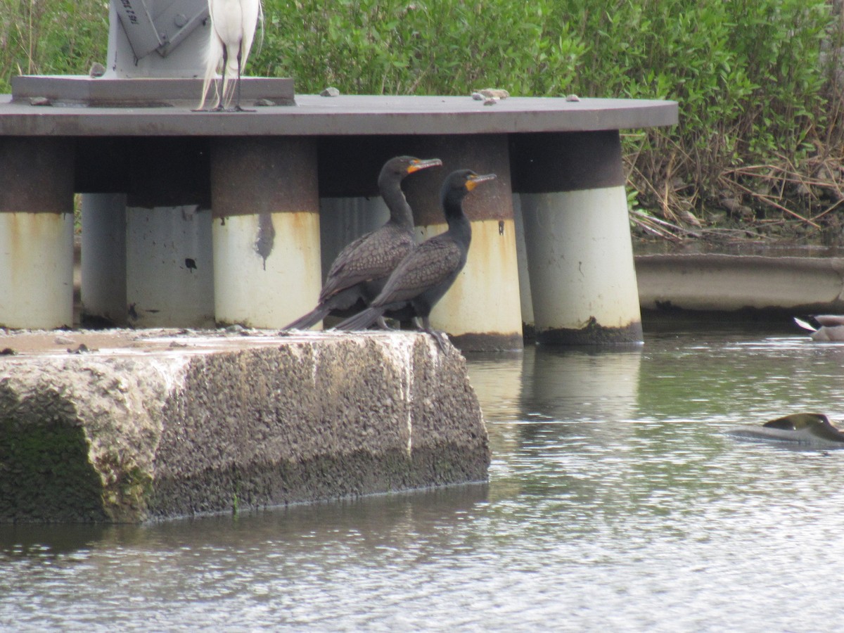 Double-crested Cormorant - ML157618791