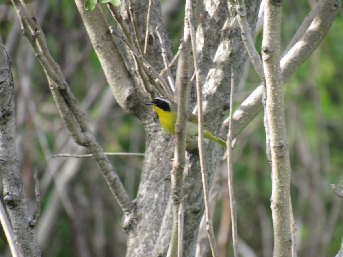 Common Yellowthroat - ML157619381
