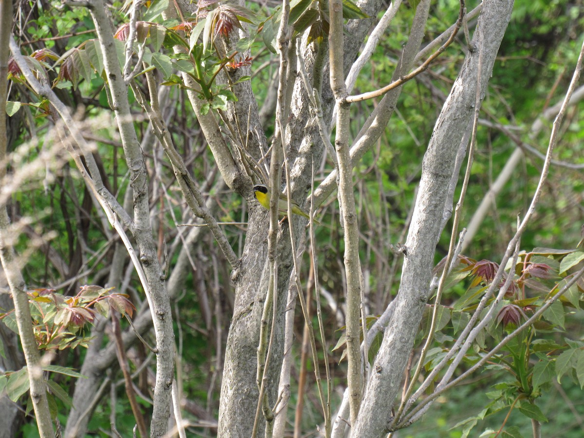 Common Yellowthroat - ML157619391