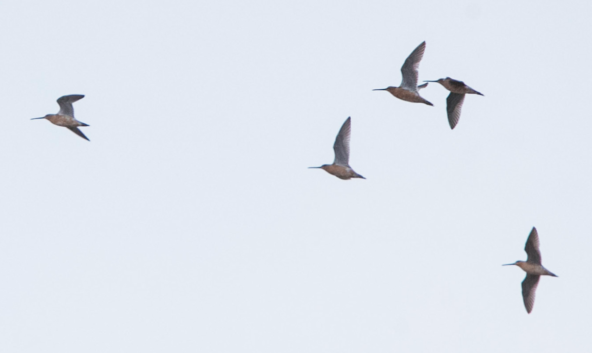 Long-billed Dowitcher - Brandon Holden