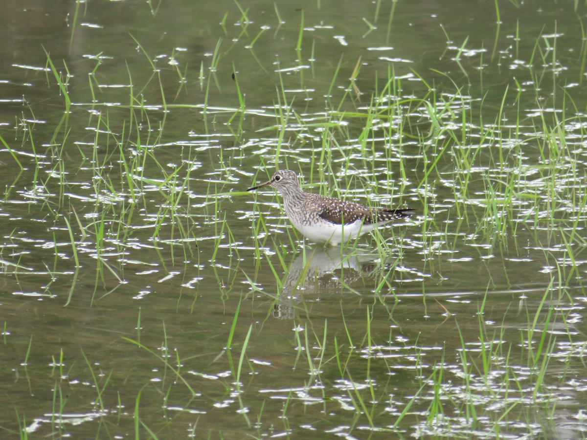 Solitary Sandpiper - ML157619521