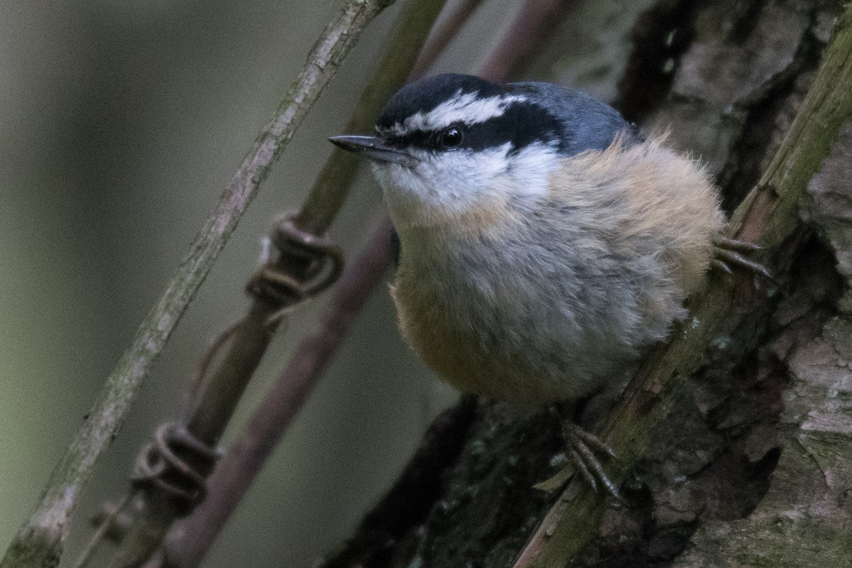 Red-breasted Nuthatch - ML157619831
