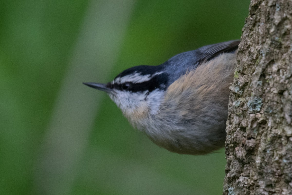 Red-breasted Nuthatch - ML157619991