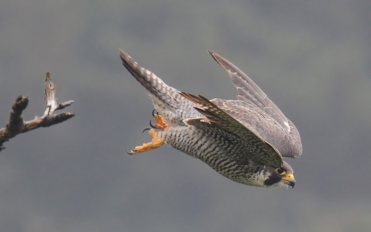 Peregrine Falcon - Jeremy Cohen