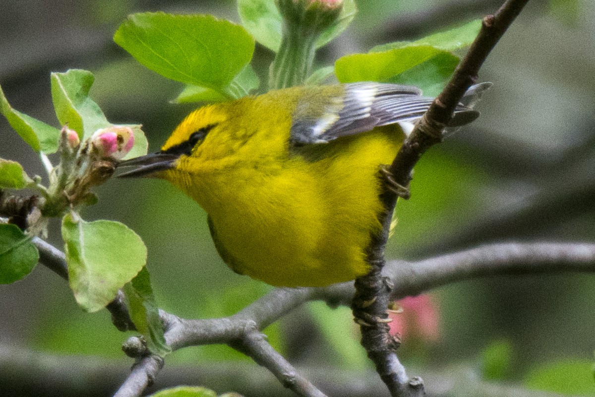 Blue-winged Warbler - ML157624161