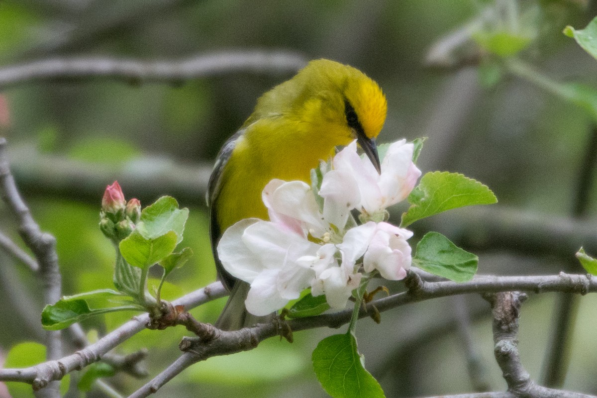 Blue-winged Warbler - Erin Avram