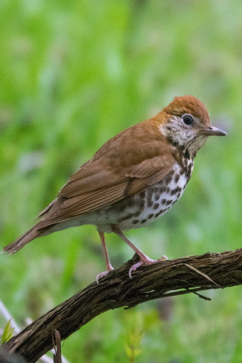 Wood Thrush - ML157624531