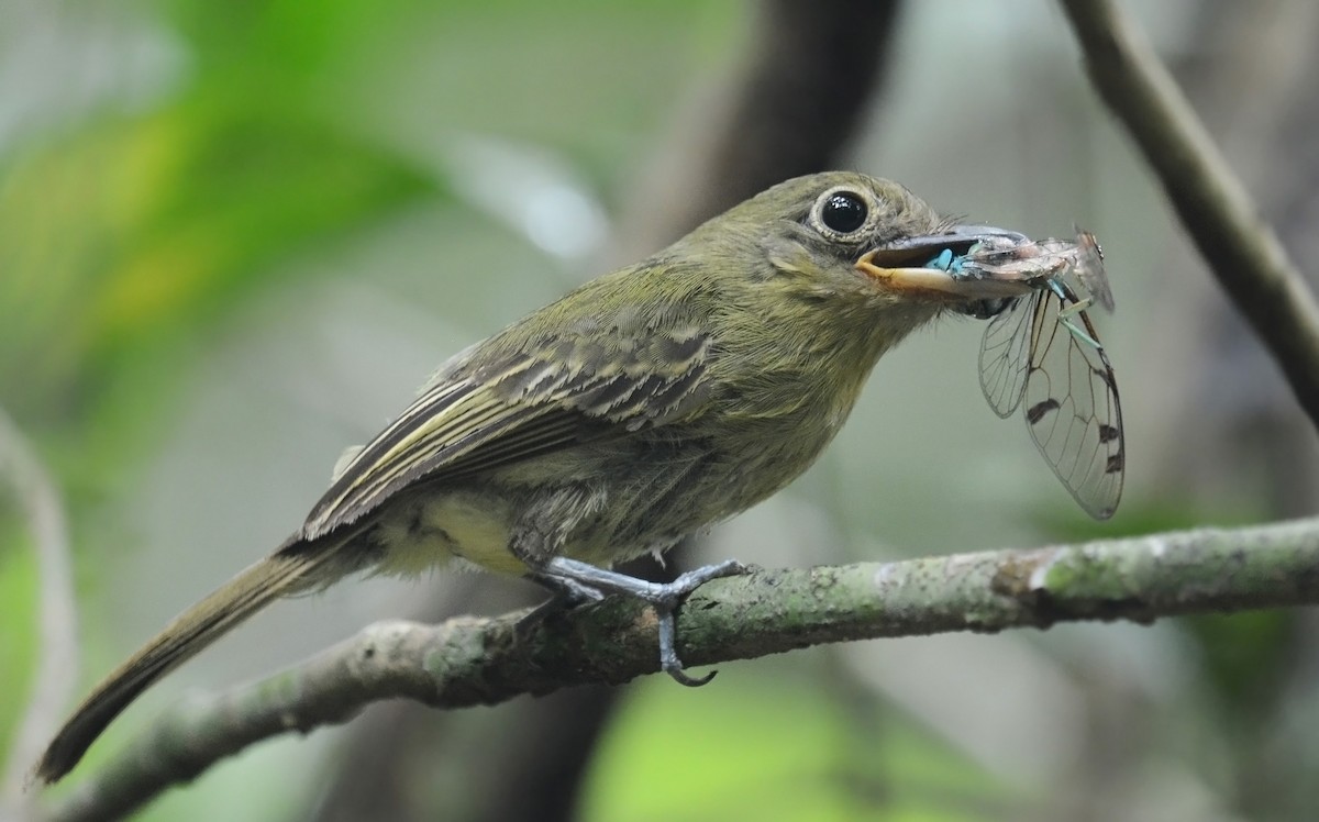 Western Olivaceous Flatbill - Jeremy Cohen