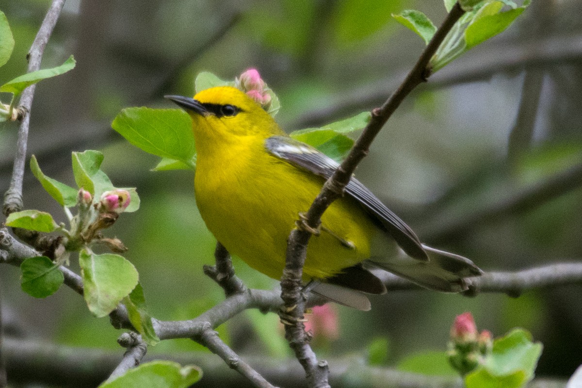 Blauflügel-Waldsänger - ML157625601