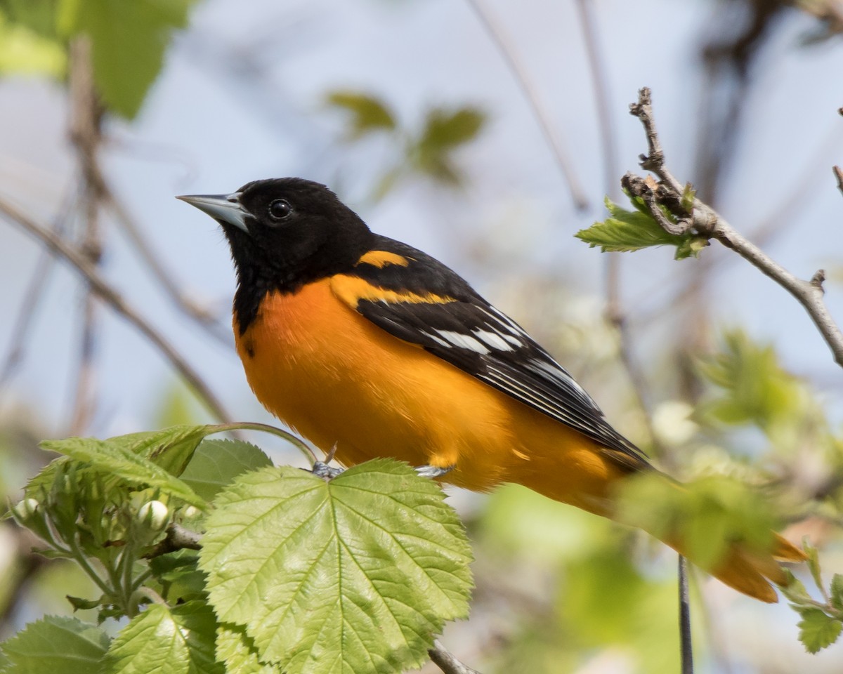 Baltimore Oriole - Jeff Stacey