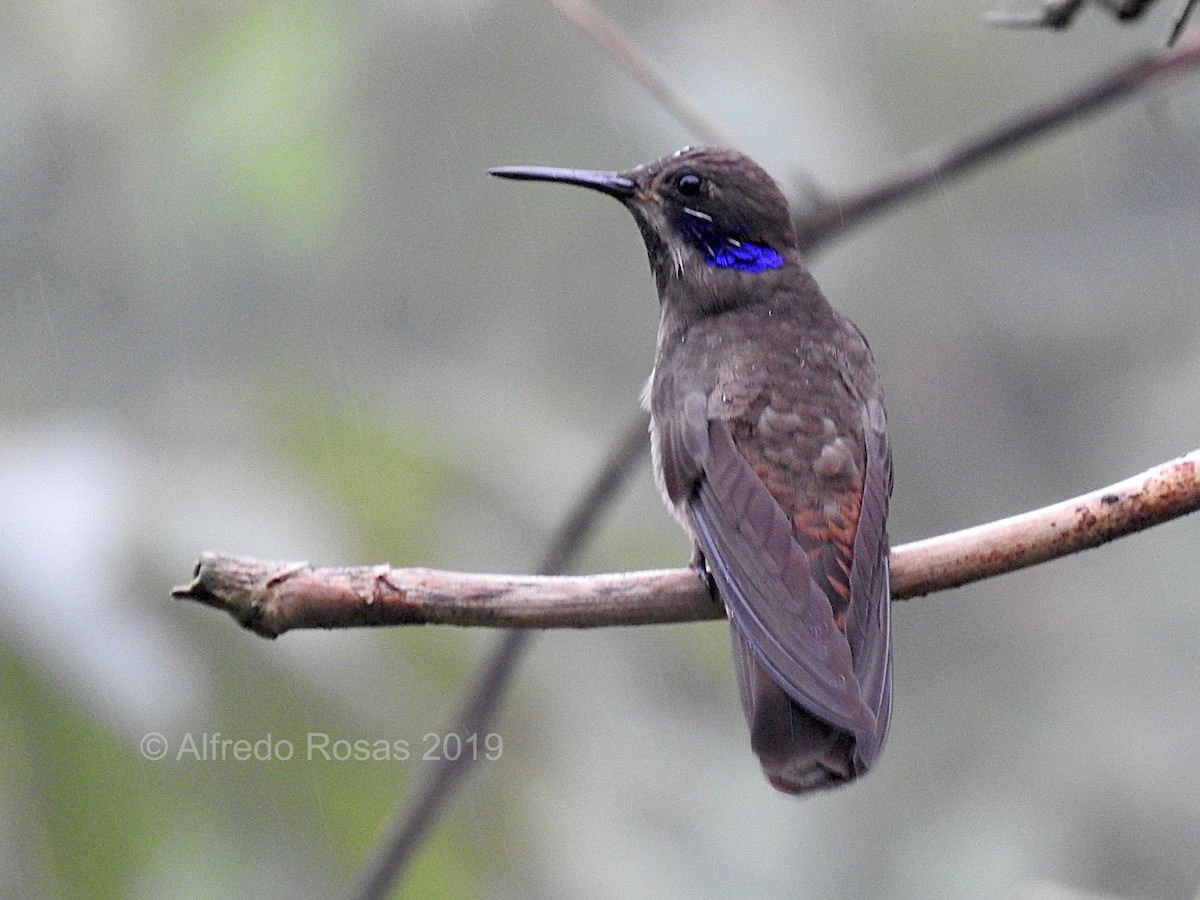 Colibrí Pardo - ML157627441