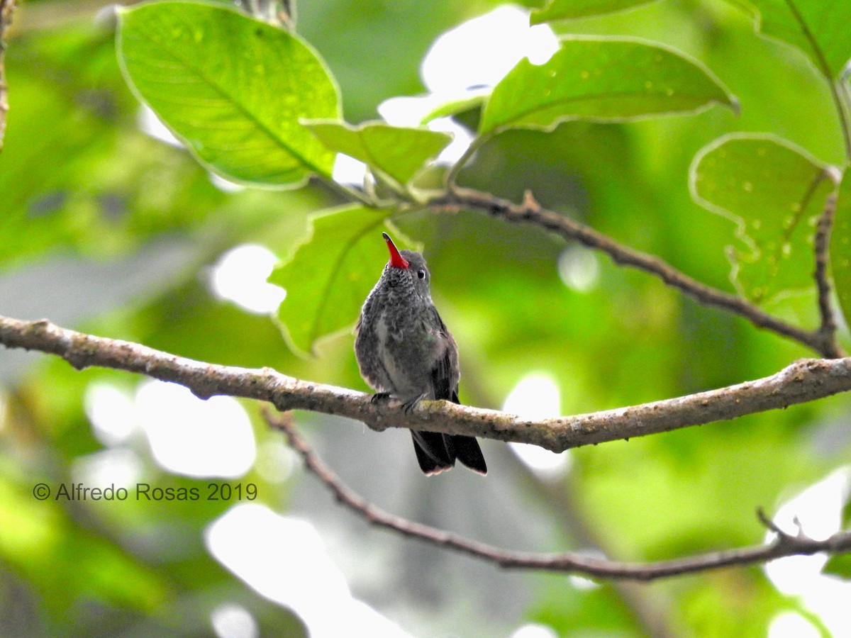 Glittering-throated Emerald - ML157627871