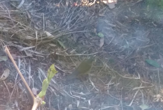 Catharus sp. - Kristin Purdy